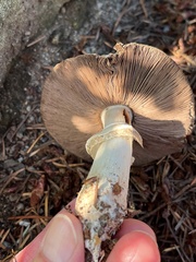 Agaricus hondensis