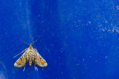 Eristena