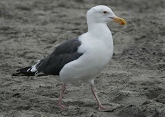 Larus occidentalis