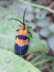 Calopteron discrepans