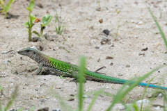 Ameiva ameiva