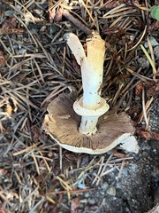 Agaricus hondensis