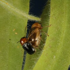 Chrysomeloidea