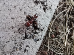Pogonomyrmex barbatus