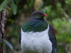 Hemiphaga novaeseelandiae novaeseelandiae