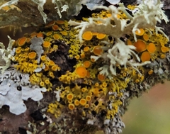 Xanthomendoza hasseana