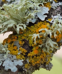 Xanthomendoza hasseana