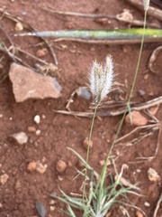 Chloris virgata
