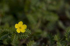 Tribulus taiwanense