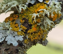 Xanthomendoza hasseana