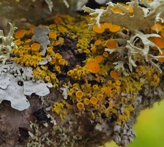 Xanthomendoza hasseana