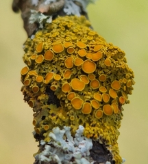 Xanthomendoza hasseana