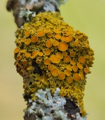 Xanthomendoza hasseana