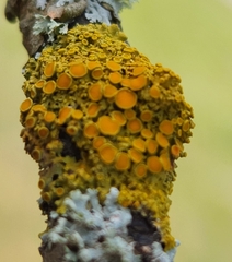 Xanthomendoza hasseana
