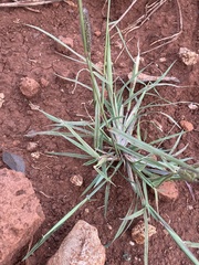 Chloris virgata