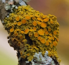 Xanthomendoza hasseana