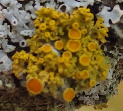 Xanthomendoza hasseana