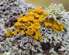 Xanthomendoza hasseana