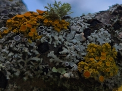 Xanthomendoza hasseana