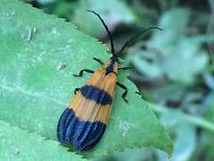 Calopteron discrepans