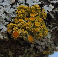 Xanthomendoza hasseana