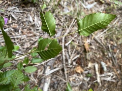 Planera aquatica