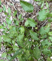 Planera aquatica