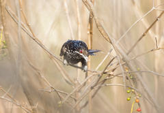 Eudynamys scolopaceus