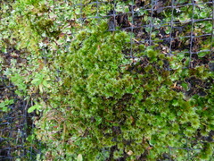 Rosulabryum