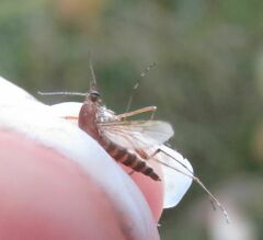 Aedes vexans