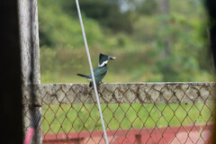 Chloroceryle amazona