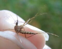 Aedes vexans