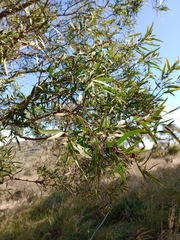 Notelaea microcarpa