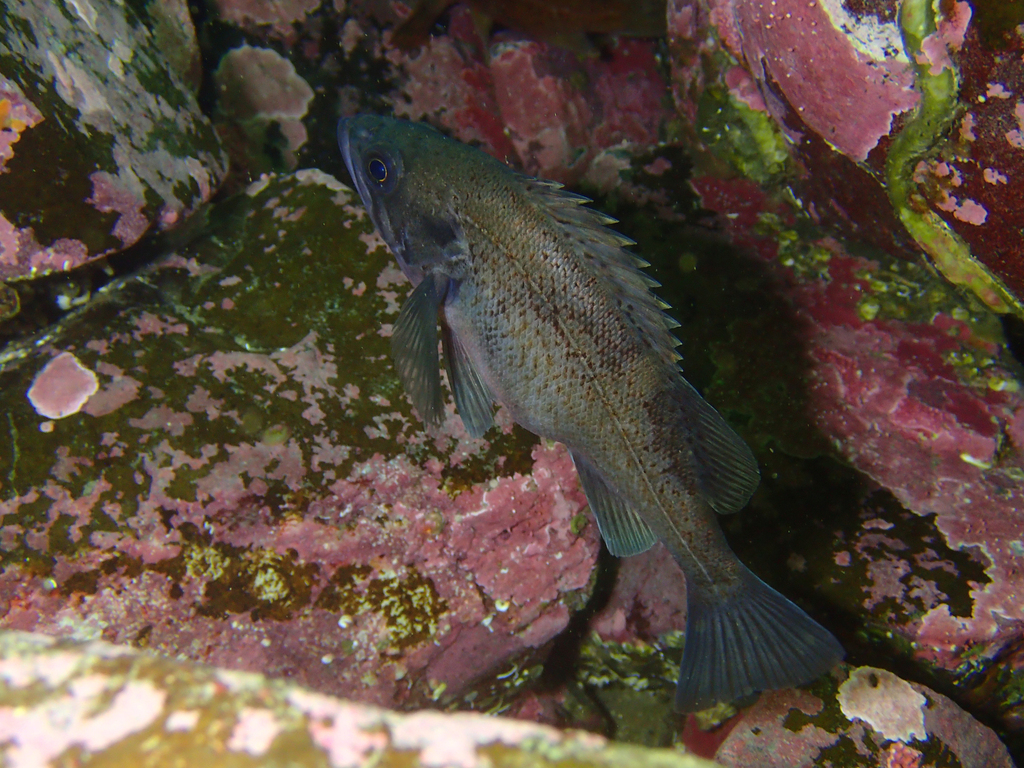 Dusky rockfish (Sebastes ciliatus) — Sebastidae