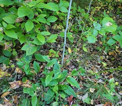 Hieracium lachenalii