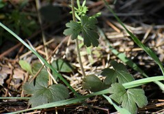 Lithophragma heterophyllum