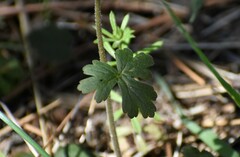 Lithophragma heterophyllum