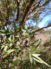 Notelaea microcarpa