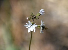 Lithophragma heterophyllum