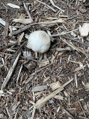 Agaricus augustus
