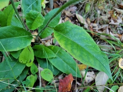 Hieracium lachenalii