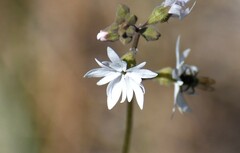 Lithophragma heterophyllum