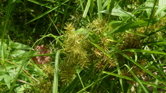 Cyperus odoratus