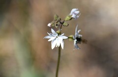 Lithophragma heterophyllum
