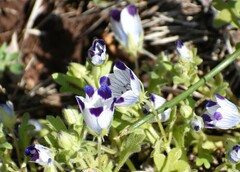 Nemophila maculata