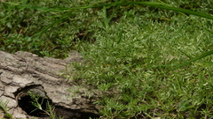 Eragrostis hypnoides