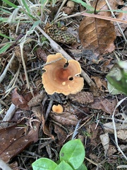 Russula rhodocephala