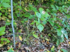 Hieracium lachenalii