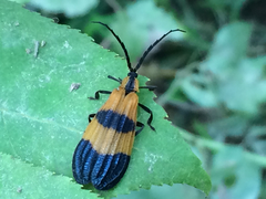 Calopteron discrepans