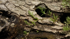 Eragrostis hypnoides